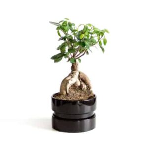 Bonsai